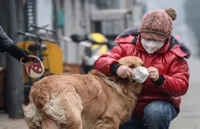 مراقبت از سگ و گربه در هوای آلوده